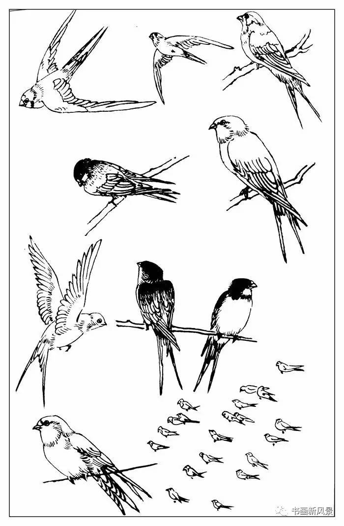 100种鸟的画法图片