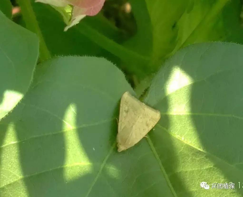 棉花棉鈴蟲的發生與防治技術