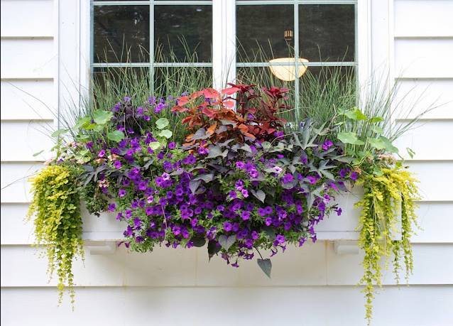 窗户外的盆栽花卉,乡下的小平房最好看的窗台花架