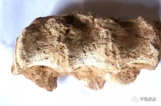 动物尾骨化石2014年,中国科学院古脊椎动物与古人类研究所在平邑县