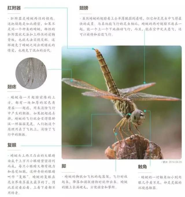 蜻蜓的身体结构图介绍图片