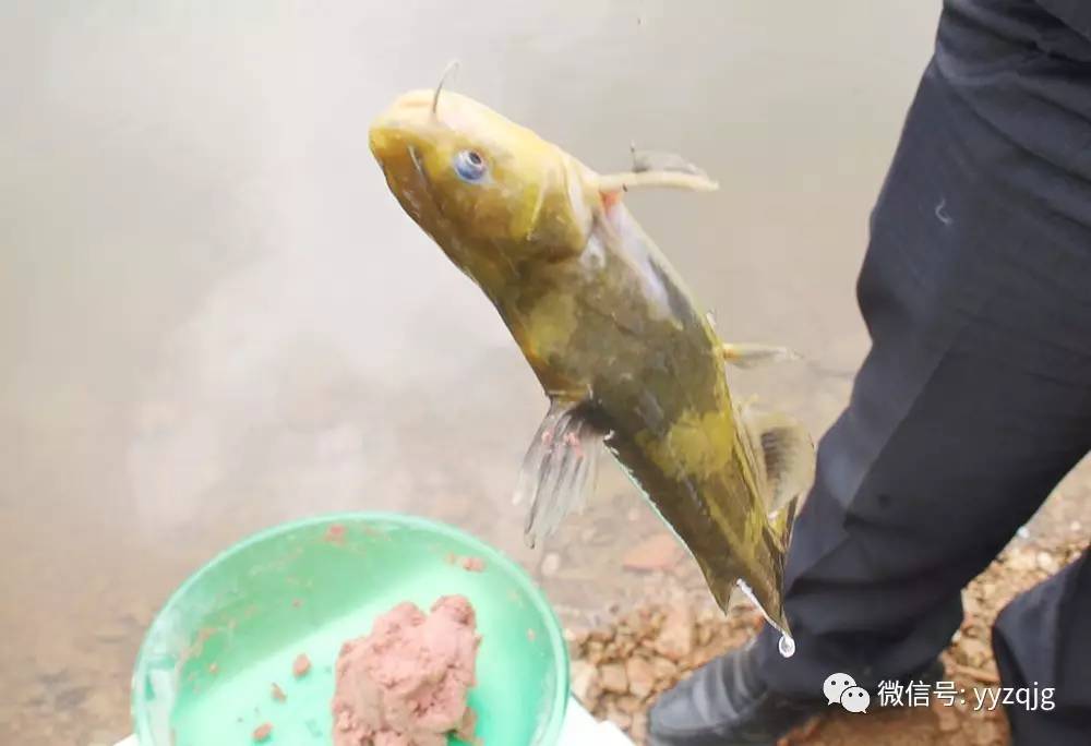 一年四季钓黄颡鱼就这么多诀窍全在这里了