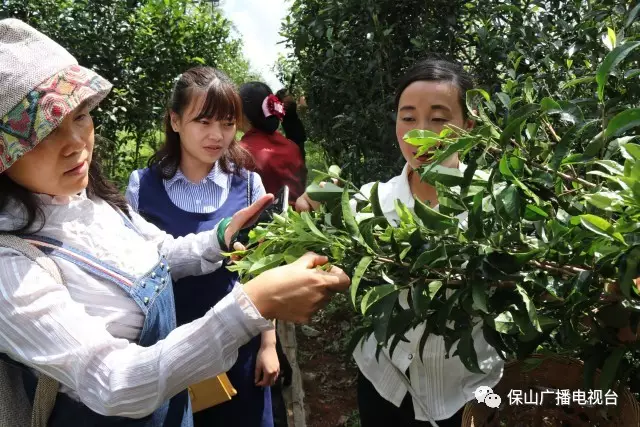 高黎贡山茶博园董事长图片