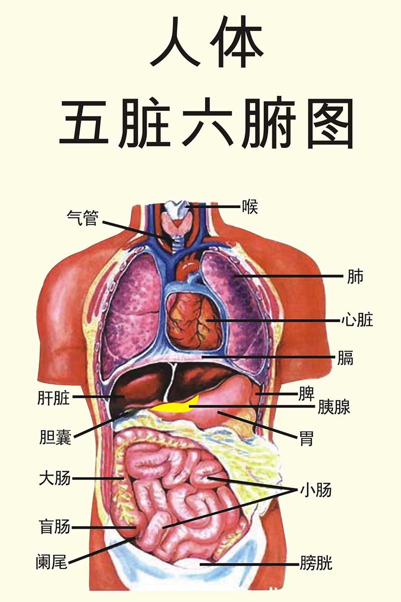 如何能够快速理解并牢记足部的经脉呢?