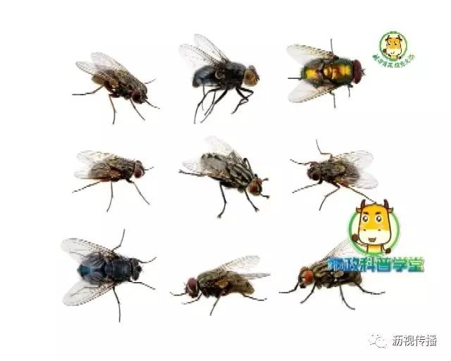 苍蝇的种类及图片介绍图片