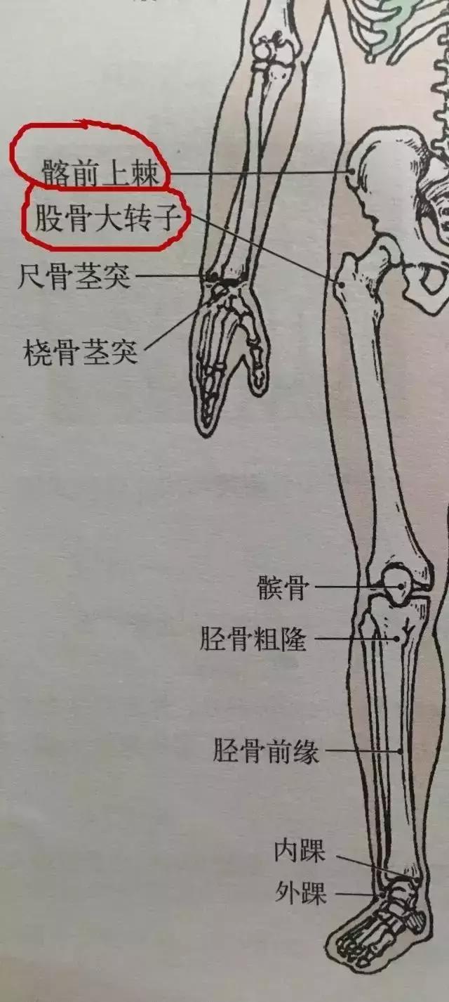 股骨头和大转子位置图图片