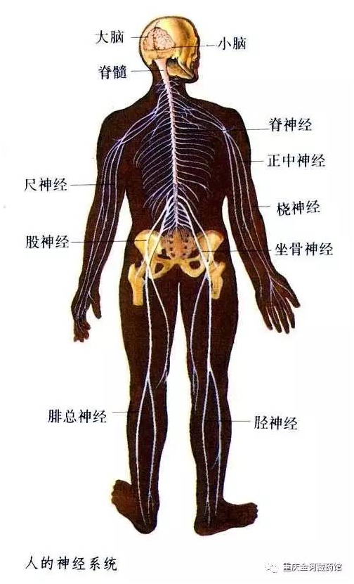 人体脊髓定位平面图图片