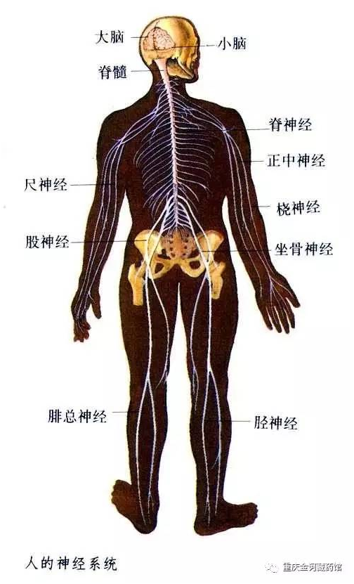 脊髓免疫器官图片