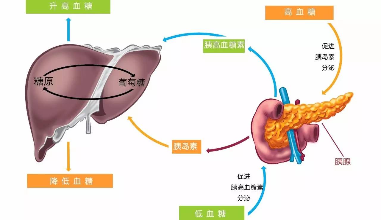 糖代谢全过程示意图图片