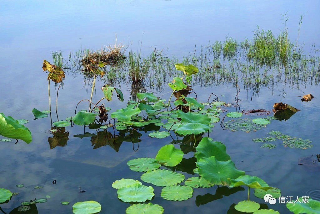 余干琵琶湖湿地公园图片