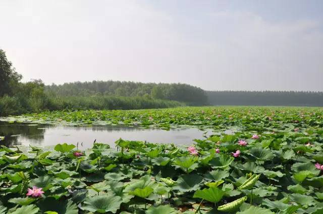 红莲湿地图片