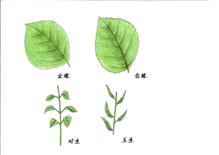 树叶辨别方向图片