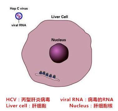 我的hcv一步一步似魔鬼的步伐在我的肝細胞上摩擦摩擦