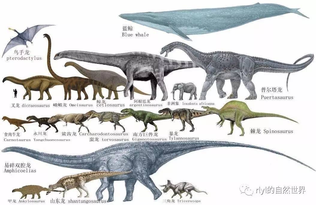 最大的十种恐龙图片