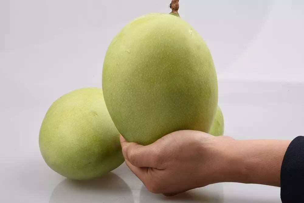 世界上最大的芒果图片