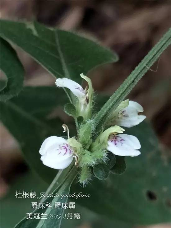 百合特別適合養肺,養胃的野生百合全株人食用,比如慢性咳嗽,肺結核