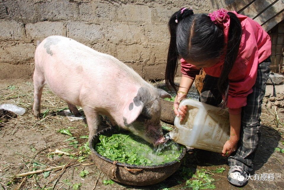 饲养过程中用杂料喂猪需要注意的几项问题