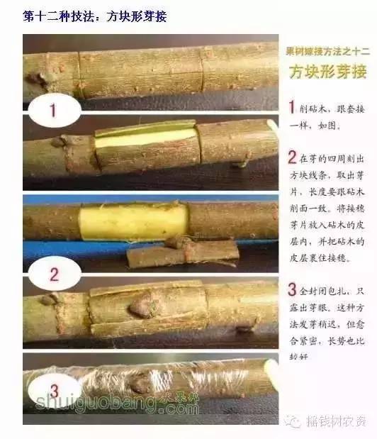 史上最全的12种果树嫁接技术图解!有图有真相