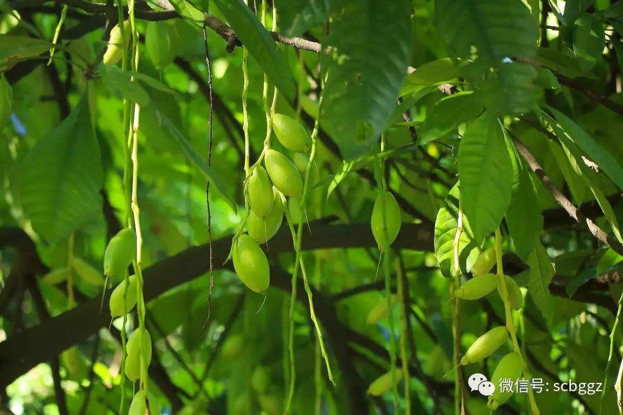 果实累累的梭果玉蕊