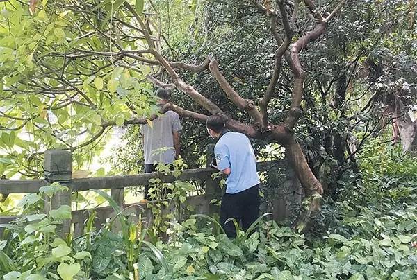 驚!塘邊樹上竟懸掛著一中年男子,就發生在玉林市人民公園