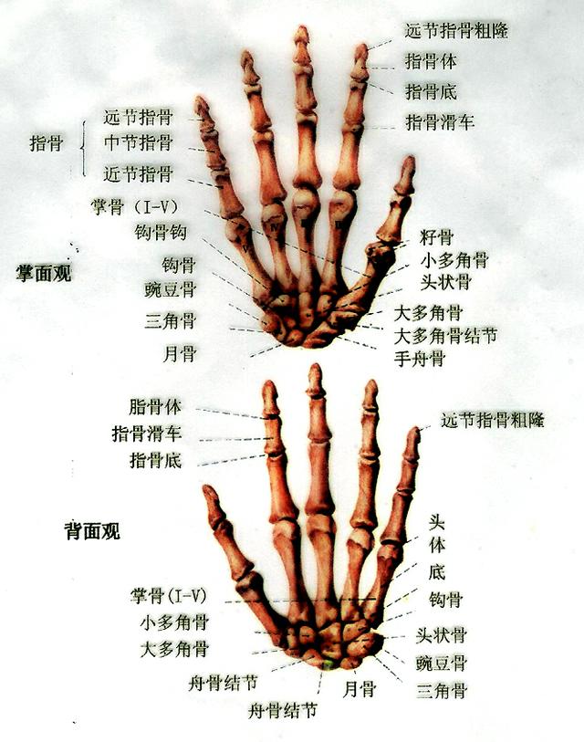 手的结构名称图片