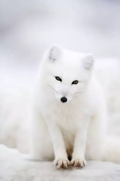千年修行的白狐图片图片