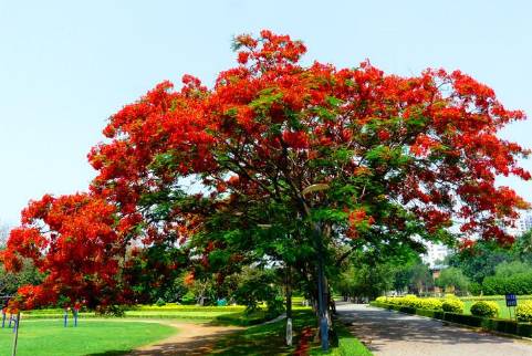 定了福建多个市县评选了市树市花哪个是你的最爱