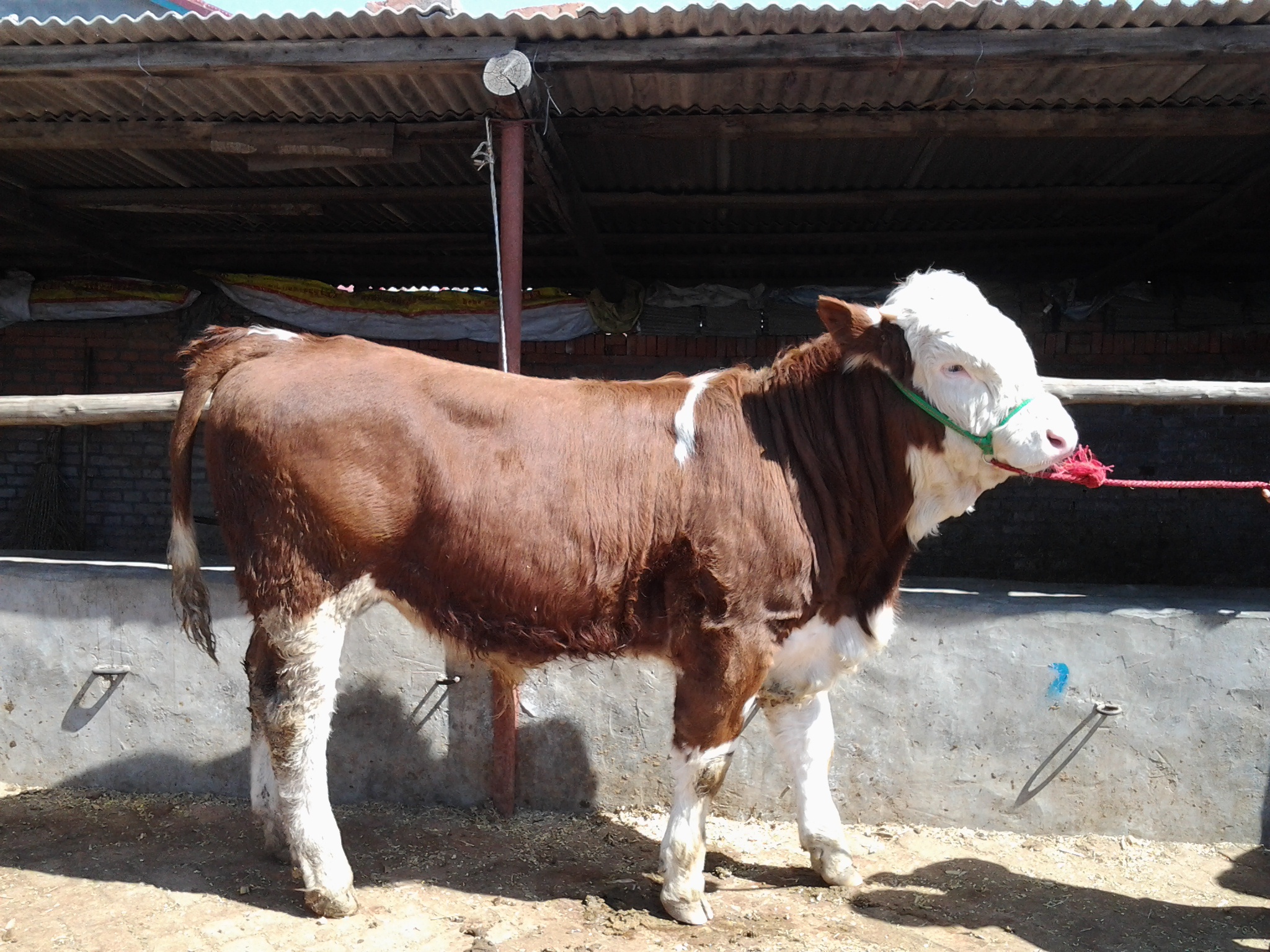 農村肉牛飼養過程中經常遇到的疾病及處理辦法(1-10)