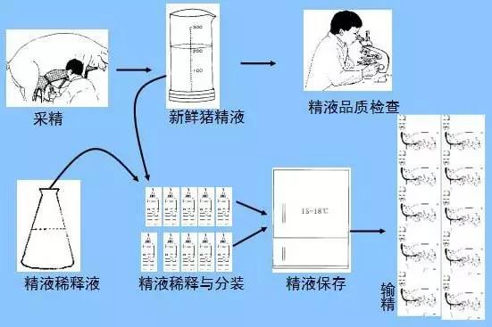 猪人工授精的基本流程01