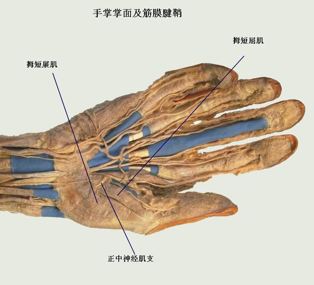 大拇指解剖图片