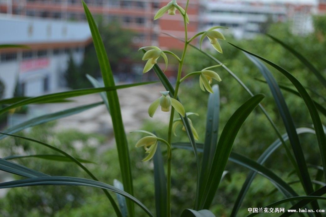 夏天建蘭素心又開了