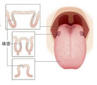 关键在于舌头上的有成千上万的味蕾,医学上叫舌乳头