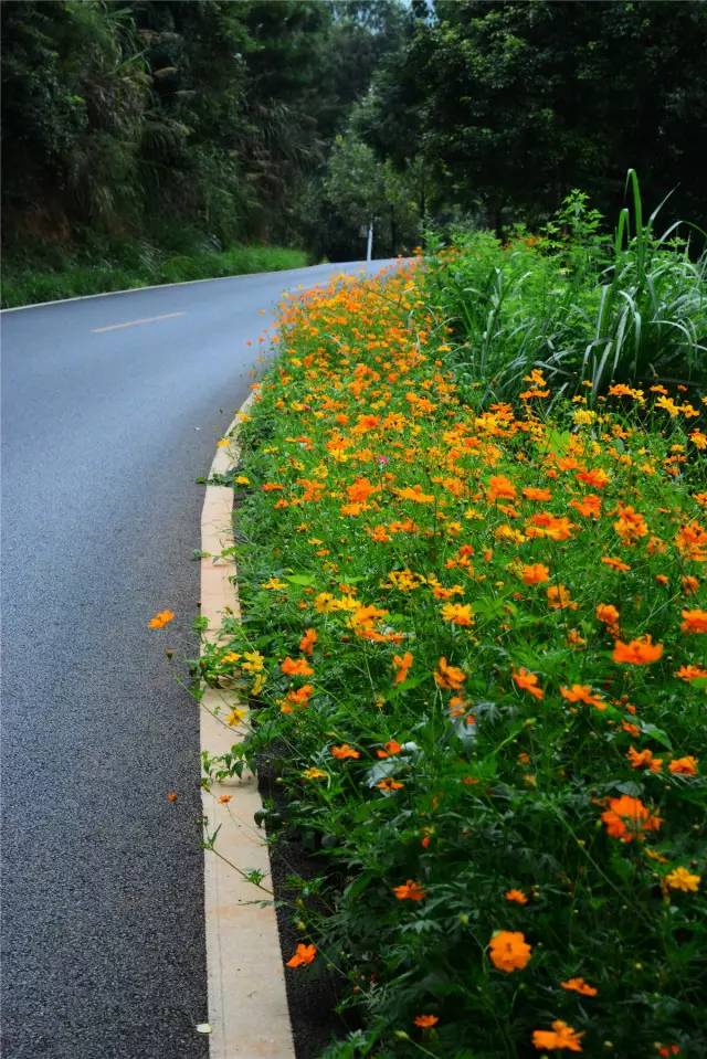 绿化带里开满了鲜花北湖区s212线,s354线等多处旅游公路沿线近期不