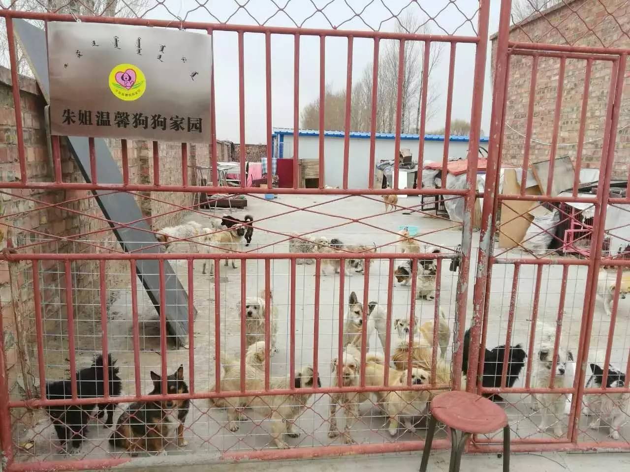 江西肉狗养殖场图片