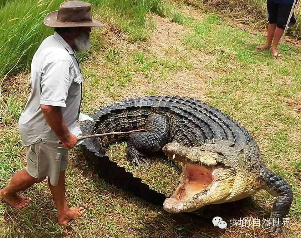 澳大利亞鱷魚最想吃的一個人