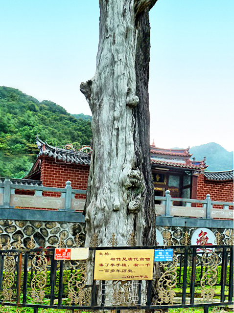 梅州灵光寺生死树解释图片