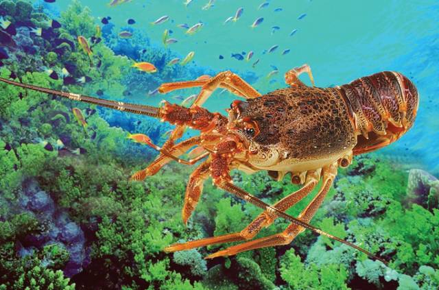 澳洲龙虾真实图片