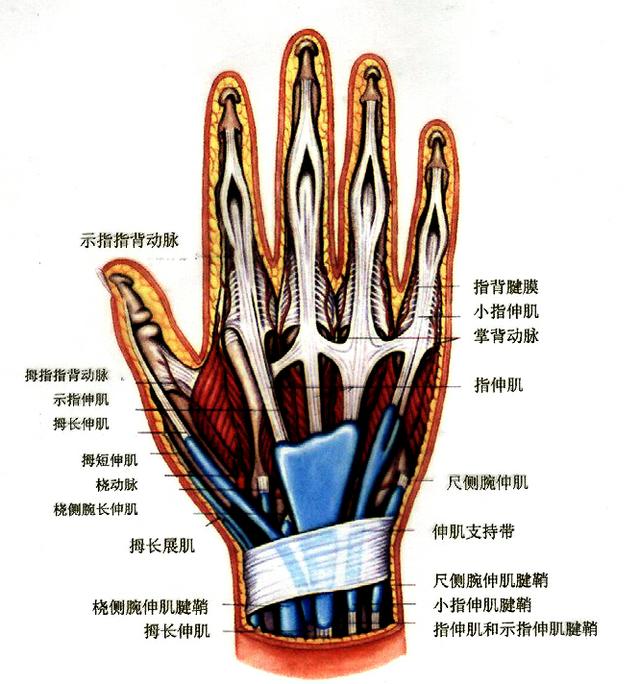 手关节名称结构图图片