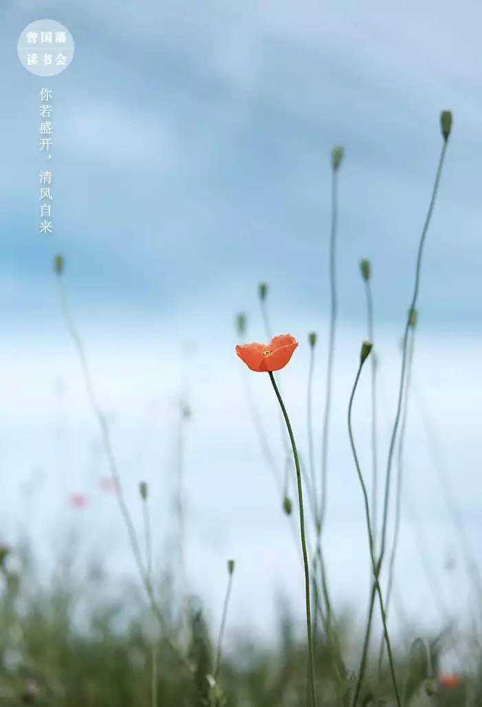 每日讀書 | 你若盛開,清風自來