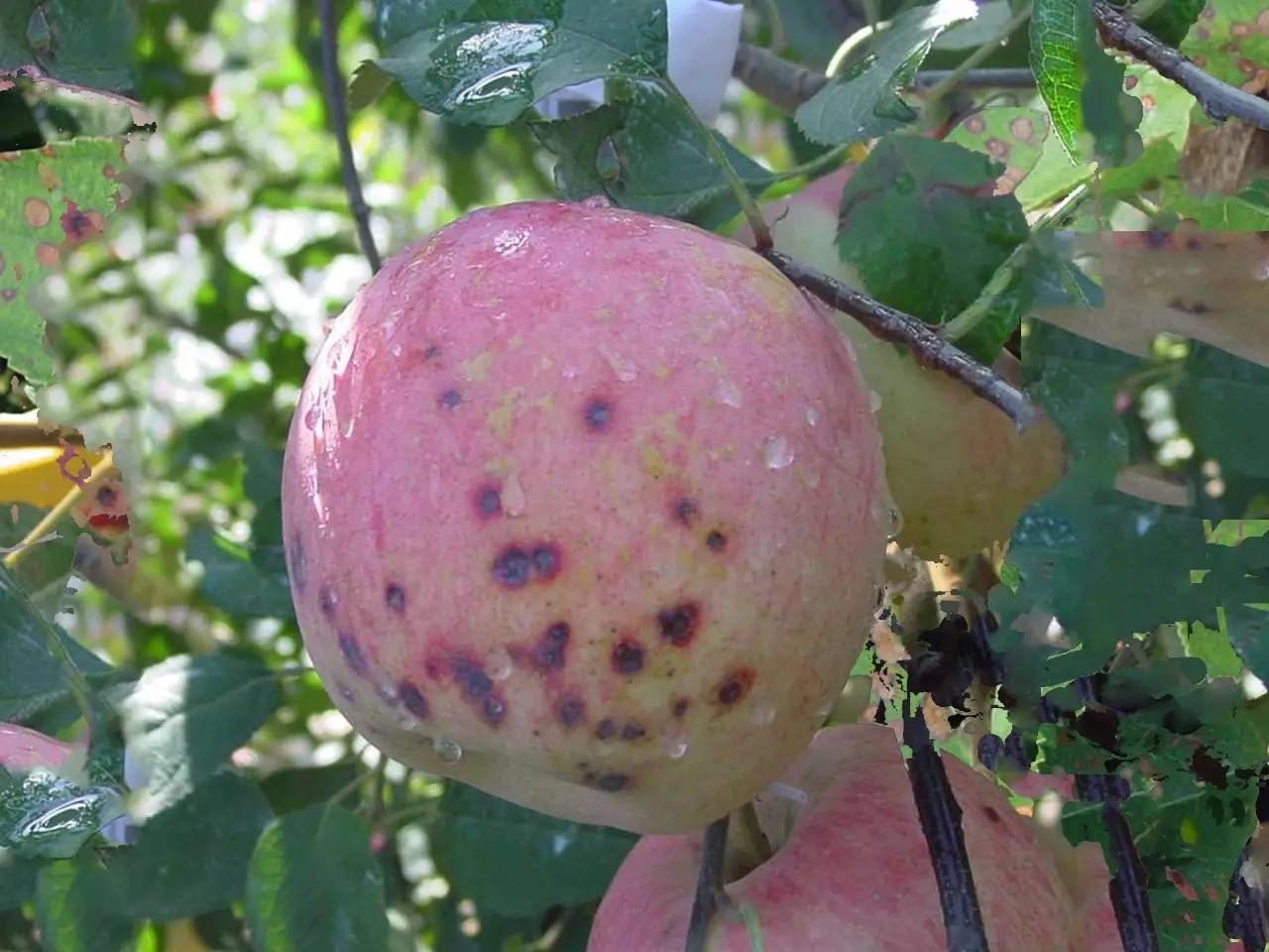 苹果圆斑病图片