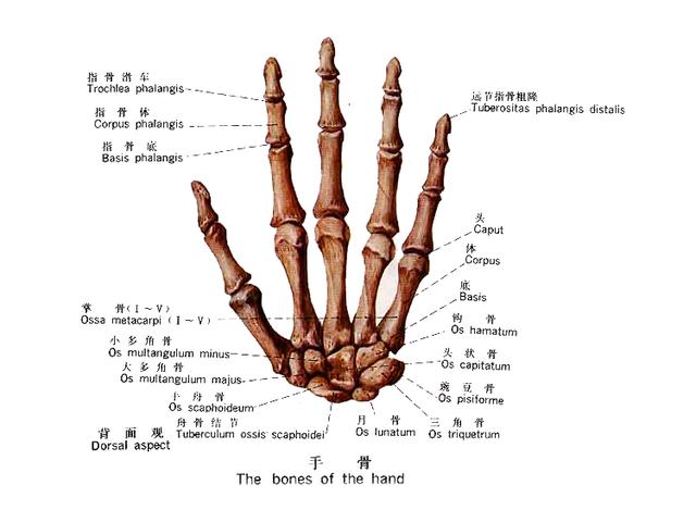 手的结构名称图片