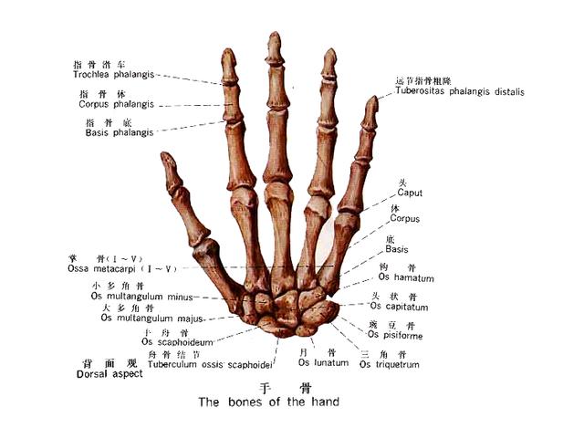 一只手的结构图和名称图片