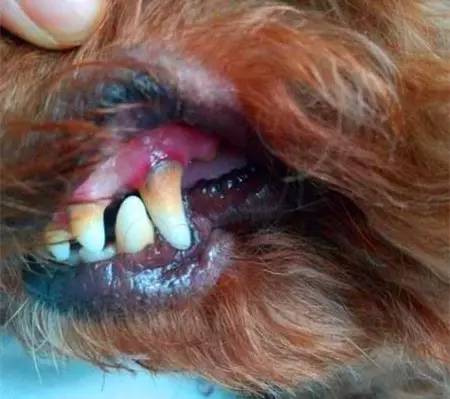 2,牙龈萎缩狗狗唾液中含有钙质,钙质附着于牙齿表面与牙垢结合,就会