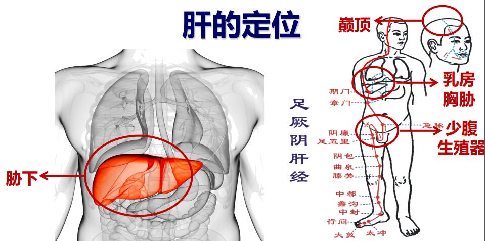 人体肝脏的位置结构图图片