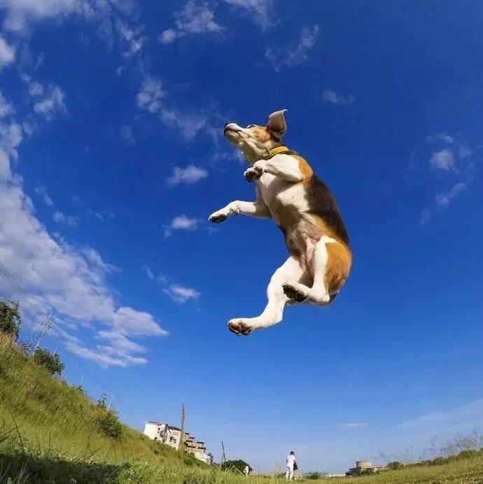 狗狗在天上飞的表情包图片