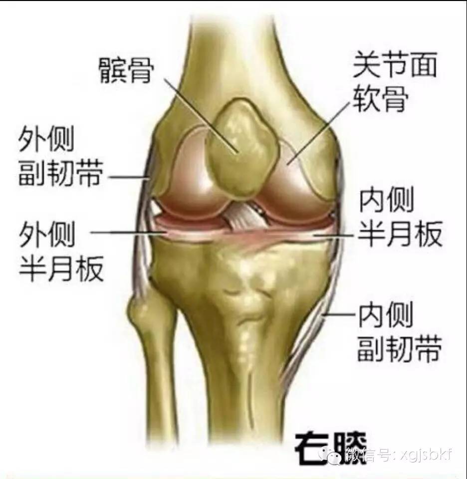 前交叉与半月板的超实用小图片.