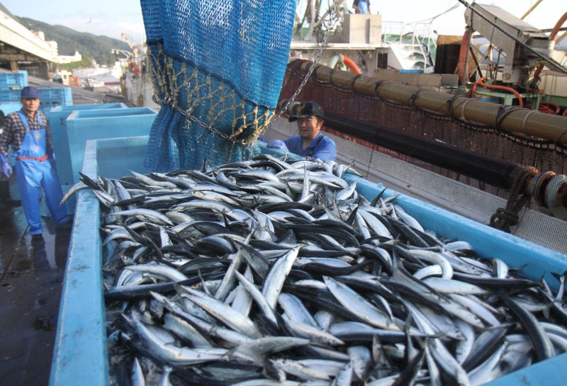 日本宫城县気仙沼渔场开始捕捞秋刀鱼 个头不大但价格走高