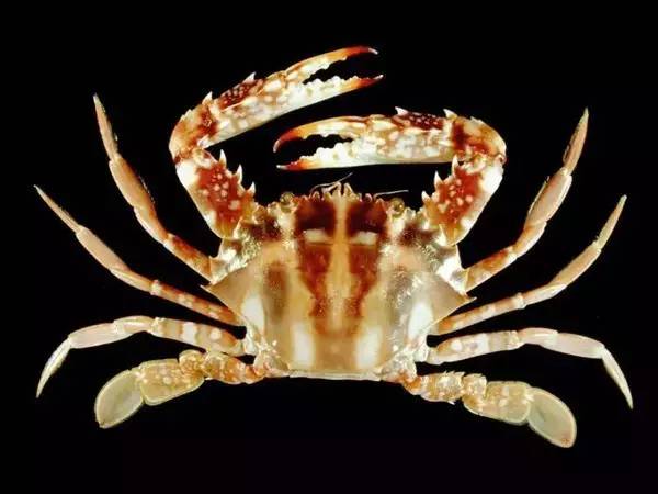 食材 梭子蟹"横行霸道"的蟹很多,还会游泳的,仅这一只!