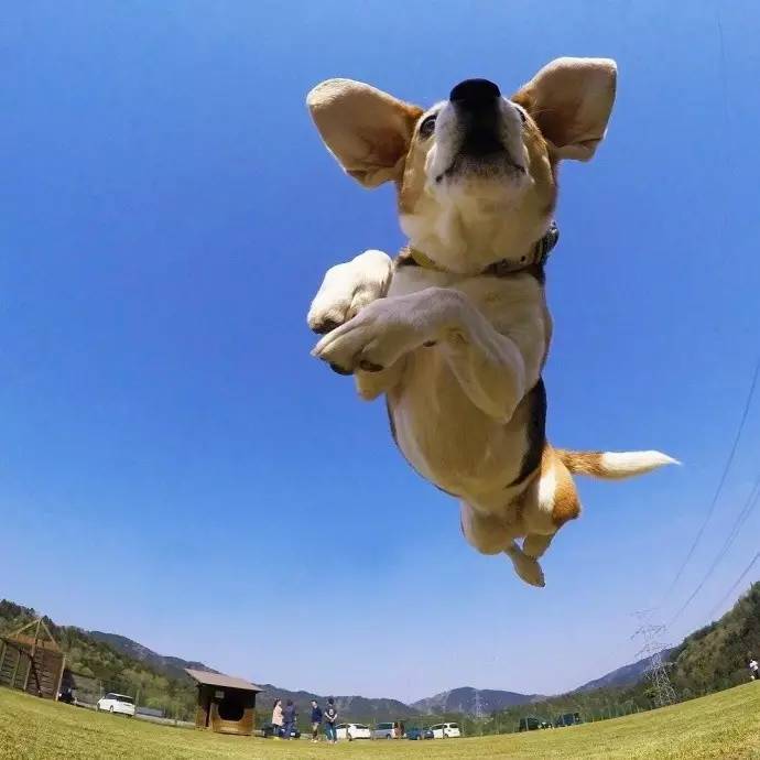 一只狗在飞的表情包图片