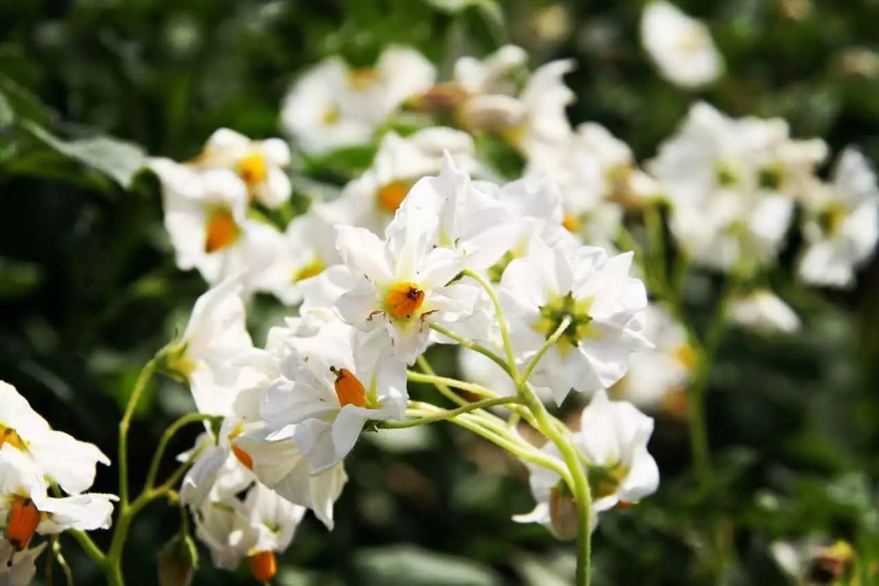 陝菜情緣 | 紫豔搖曳的蕎麥花